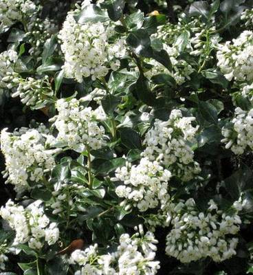 ESCALLONIA IVEYI